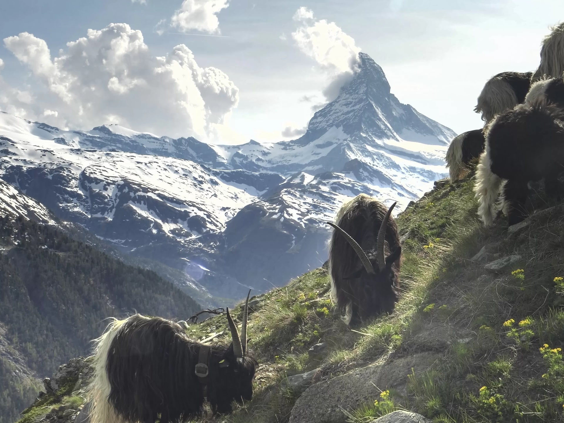 Zermatt Hospitality Group Sustainability